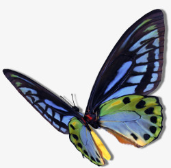 漂亮昆虫淡蓝彩色蝴蝶仿真高清图片