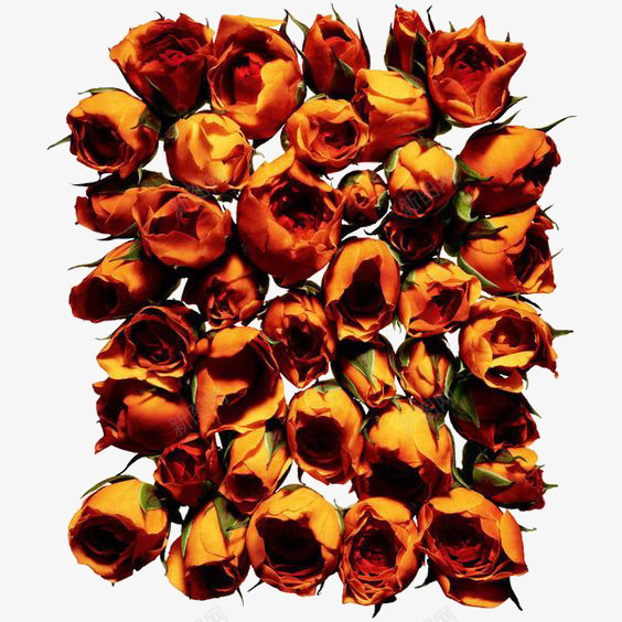 橘色玫瑰png免抠素材_新图网 https://ixintu.com 凋谢的花朵 枯萎的花 枯萎的花朵 玫瑰免扣元素 玫瑰花 玫瑰花瓣 花朵