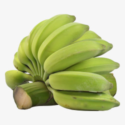 一串绿色的小米蕉实物素材