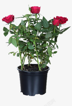 花盆里种的玫瑰素材