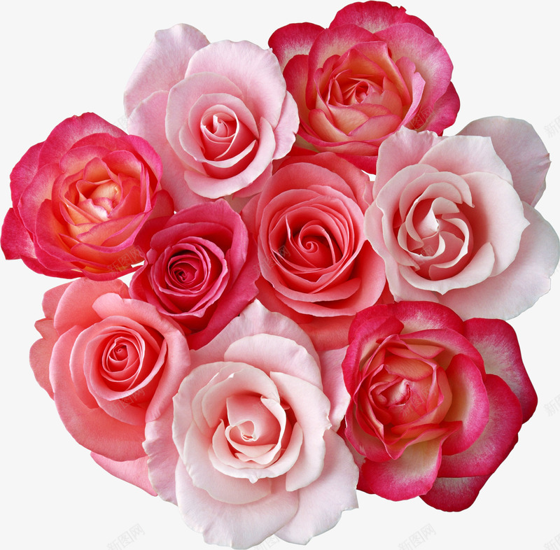 粉红色玫瑰装饰png免抠素材_新图网 https://ixintu.com 玫瑰 粉红色 装饰