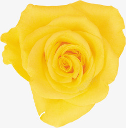 一朵孤单的黄玫瑰素材