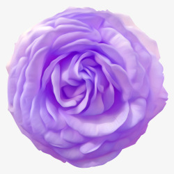 紫色玫瑰花花朵装饰素材