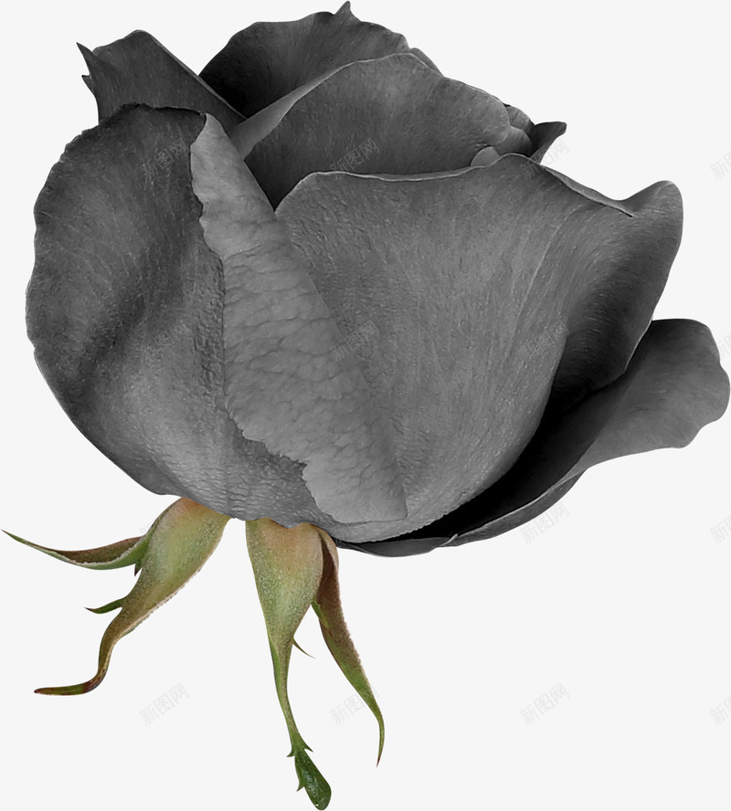卡通手绘黑色的玫瑰png免抠素材_新图网 https://ixintu.com 创意 动漫动画 卡通手绘 卡通玫瑰 美丽的玫瑰 黑色玫瑰