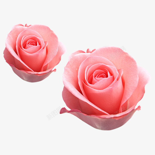 玫瑰花蕾png免抠素材_新图网 https://ixintu.com 植物 玫瑰花 玫瑰花蕾 粉红玫瑰 花卉 花朵 鲜花