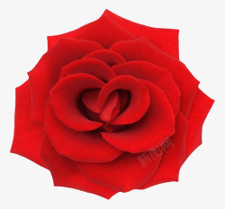 红色鲜艳的玫瑰一朵大花实物素材