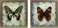 生物标本精美蝴蝶标本高清图片