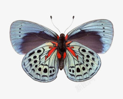 单支花蝴蝶标本素材