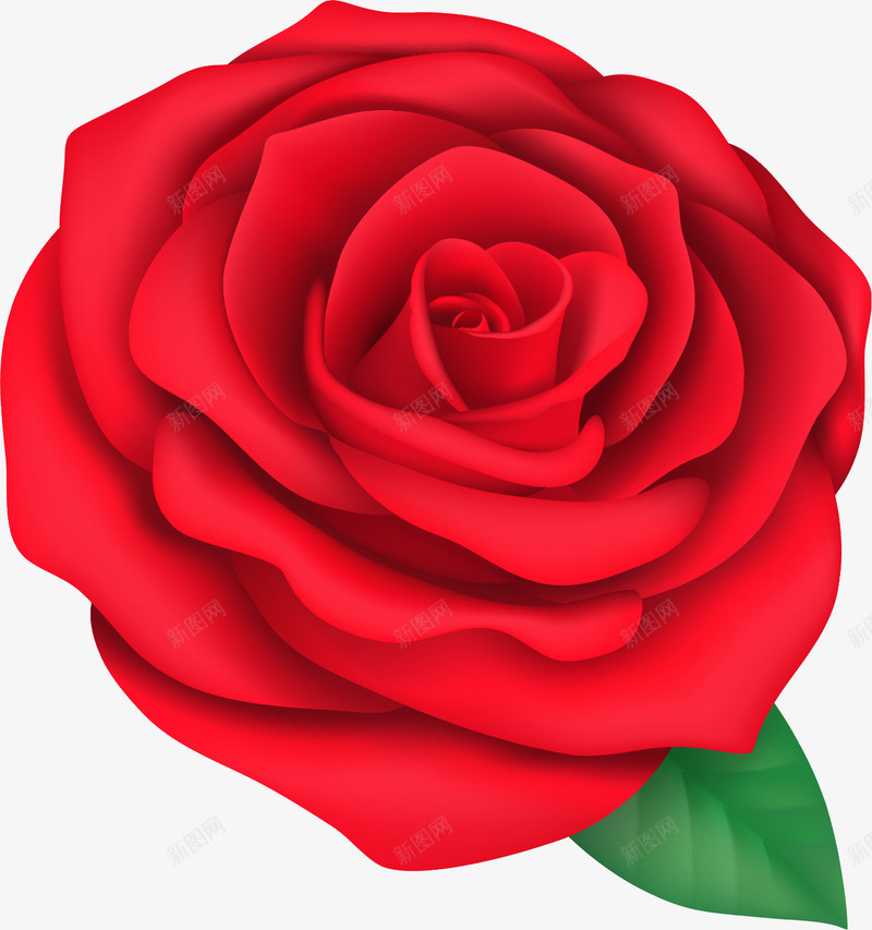 手绘盛开的花朵png免抠素材_新图网 https://ixintu.com 写实 手绘 植物 玫瑰花 盛开的花朵 红玫瑰 红色 装饰