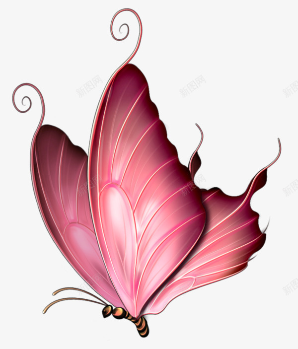 美丽的粉色蝴蝶png免抠素材_新图网 https://ixintu.com 可爱 昆虫 粉色 翅膀