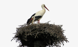 孤立的鹤巢高清图片