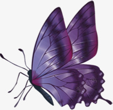 紫色精美蝴蝶手绘素材