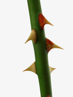 木条上的小植物玫瑰茎上的刺高清图片