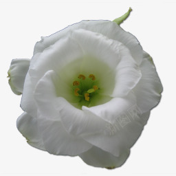 野玫瑰白1图标png_新图网 https://ixintu.com birthday flower love rose valentine white wild 情人节 爱 玫瑰 生日 白色的 花 野生