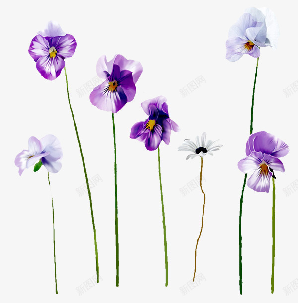 蝴蝶兰花朵png免抠素材_新图网 https://ixintu.com 紫色蝴蝶兰 紫色高贵 花朵 花朵素材 花朵边框装饰
