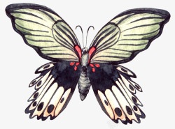 彩色手绘的蝴蝶效果图素材