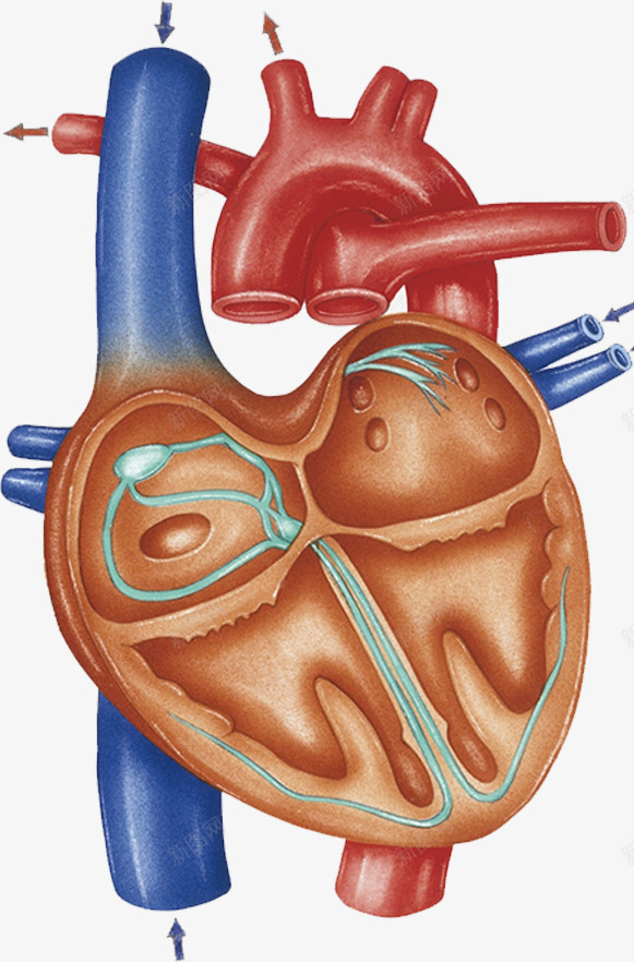 人体心脏血管效果图png免抠素材_新图网 https://ixintu.com 医疗 心血管 血液循环 静脉