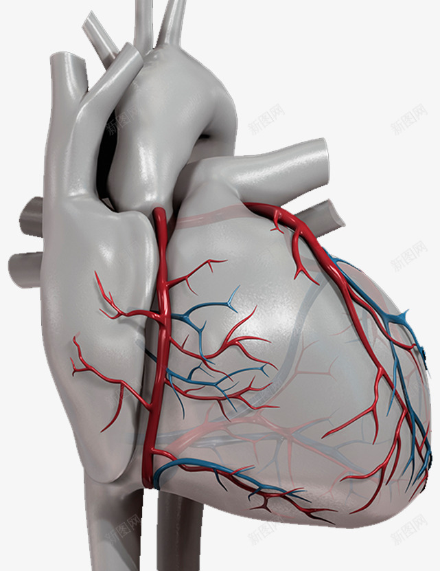 心脏血管效果图png免抠素材_新图网 https://ixintu.com 医学 心脏血液 心血管 血液循环