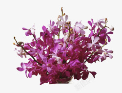 紫色梦幻花朵花束素材