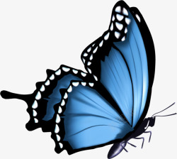 圆点花朵唯美蓝色蝴蝶高清图片