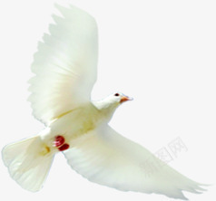白色和平鸽效果图png免抠素材_新图网 https://ixintu.com 和平鸽 效果图 白色 设计