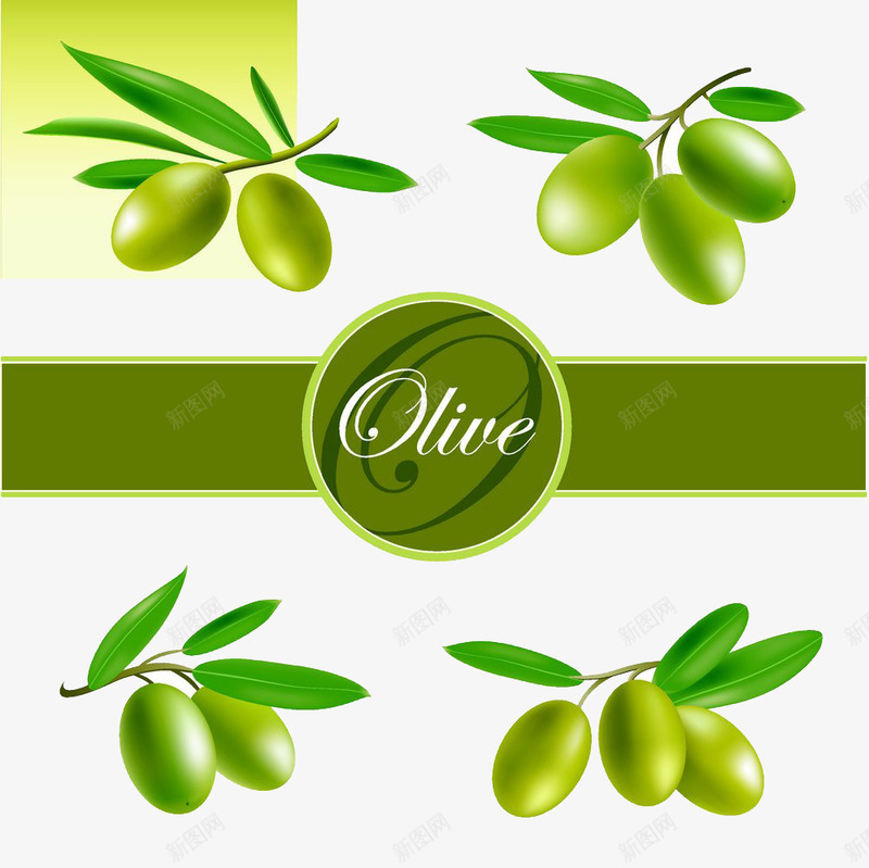橄榄油标贴png免抠素材_新图网 https://ixintu.com 包装设计 标贴 橄榄 橄榄果 橄榄油