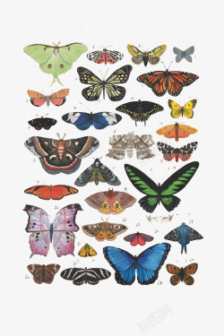 飞蛾标本卡通蝴蝶大全高清图片
