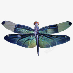 蓝色蜻蜓美丽翅膀的蜻蜓高清图片