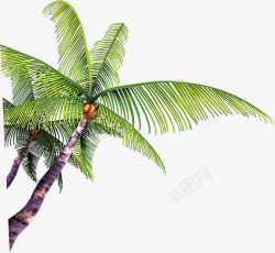 摄影椰子树效果图素材