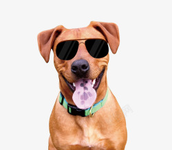 墨镜狗带着墨镜微笑的狗高清图片