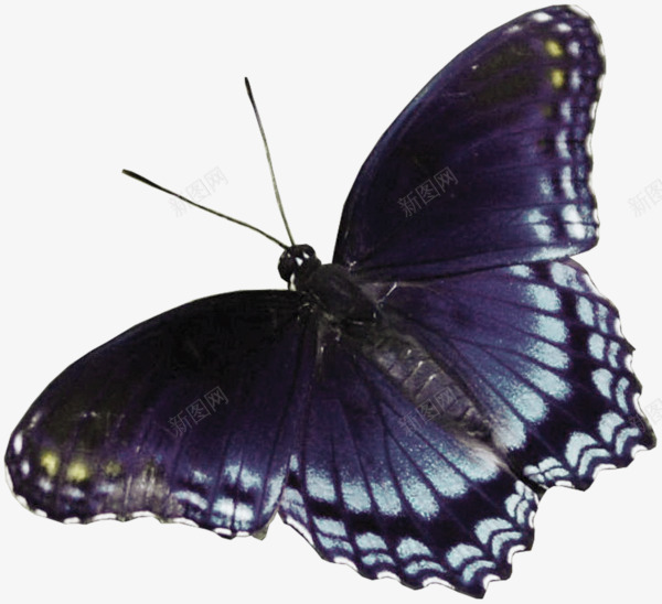 卡通暗黑色花蝴蝶png免抠素材_新图网 https://ixintu.com 卡通手绘 彩色蝴蝶 暗黑色 花蝴蝶