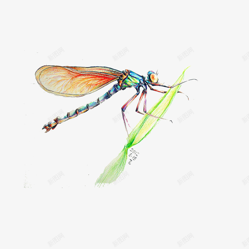 手绘植物上的蜻蜓png免抠素材_新图网 https://ixintu.com 免抠图 效果图 昆虫 植物 蜻蜓 装饰图 装饰画