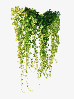 垂吊植物植物藤蔓高清图片