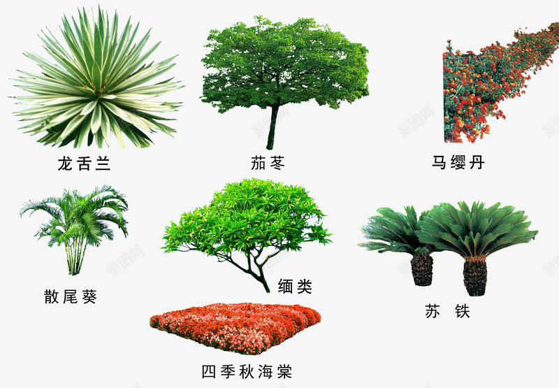 绿色植物png免抠素材_新图网 https://ixintu.com 3D贴图 效果图元素 盆景 绿化 绿化带 绿植 绿色植物