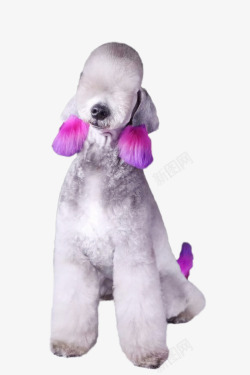 贝灵顿造型贵宾犬贝灵顿高清图片