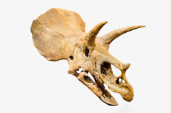 骸骨PNG矢量图棕色三角龙头骨化石实物高清图片