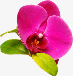 粉色可爱蝴蝶兰花朵素材