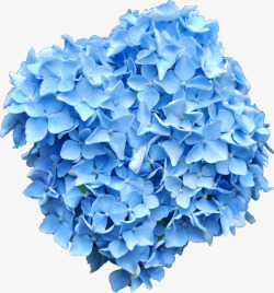 蓝色花团素材