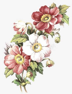 复古花卉插画5花卉高清图片