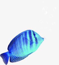 梦幻海鱼蓝色梦幻海鱼高清图片
