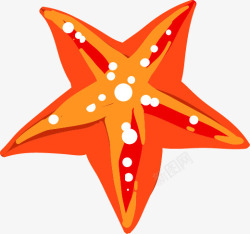 海里海星白色圆点卡通橘色海星高清图片