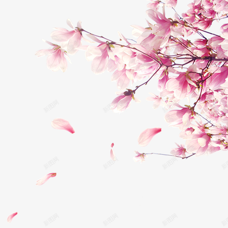 梦幻手绘落花psd免抠素材_新图网 https://ixintu.com 手绘 手绘落花 梦幻 梦幻落花 粉色 花卉 花瓣 落花