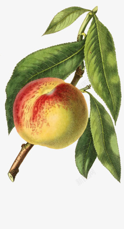 桃子图谱手绘带叶子的桃子高清图片
