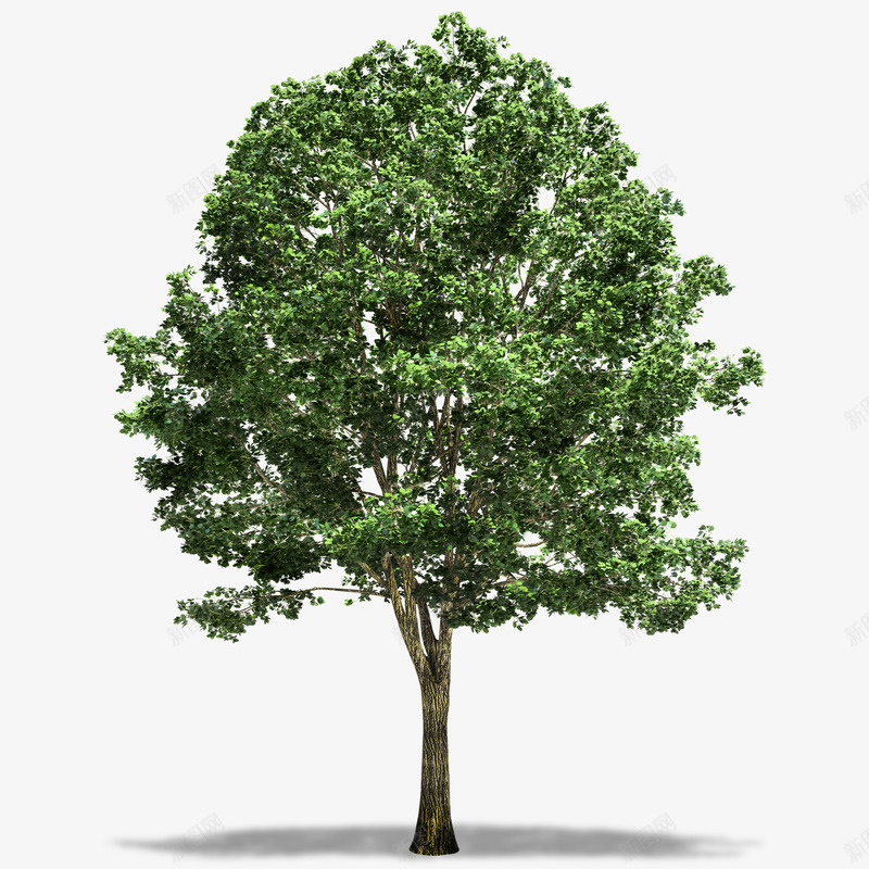 绿色茂盛的大树植物png免抠素材_新图网 https://ixintu.com 免抠图 大树 效果图 树木 绿树 装饰图 装饰画