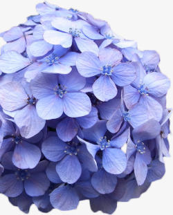 紫色浪漫婚礼花门装饰花卉素材