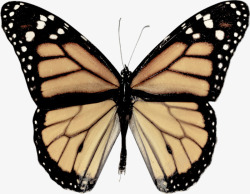 虫子标本蝴蝶高清图片