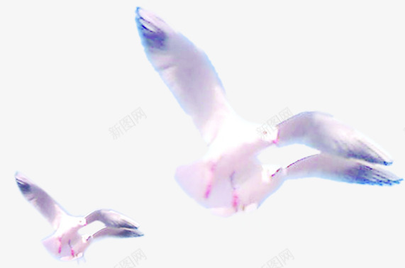 白色和平鸽飞翔效果图png免抠素材_新图网 https://ixintu.com 和平鸽 效果图 白色 飞翔