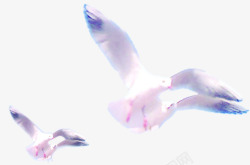 白色和平鸽飞翔效果图素材