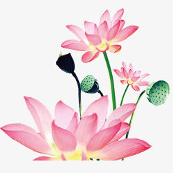 鲜艳荷花粉色鲜艳的荷花效果图高清图片