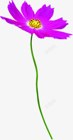 植物花朵紫色效果图素材